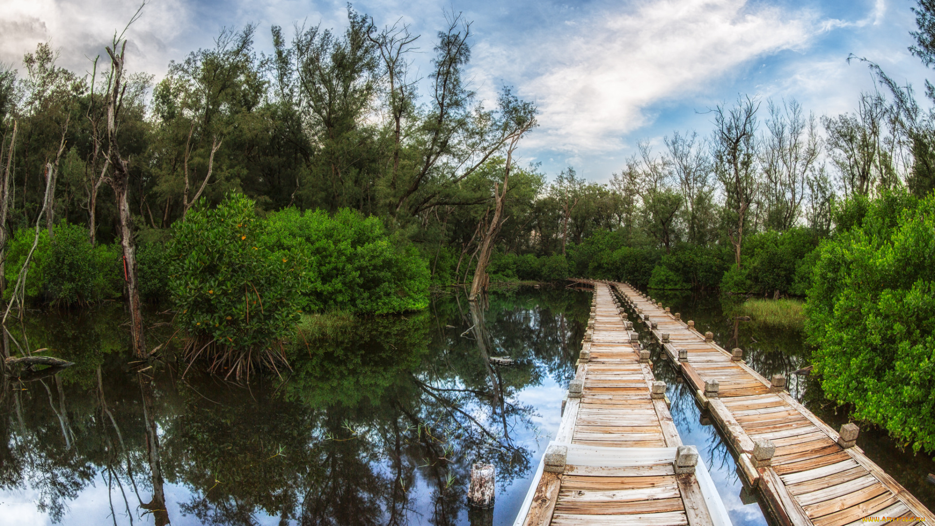 природа, дороги, помост, заросли, река