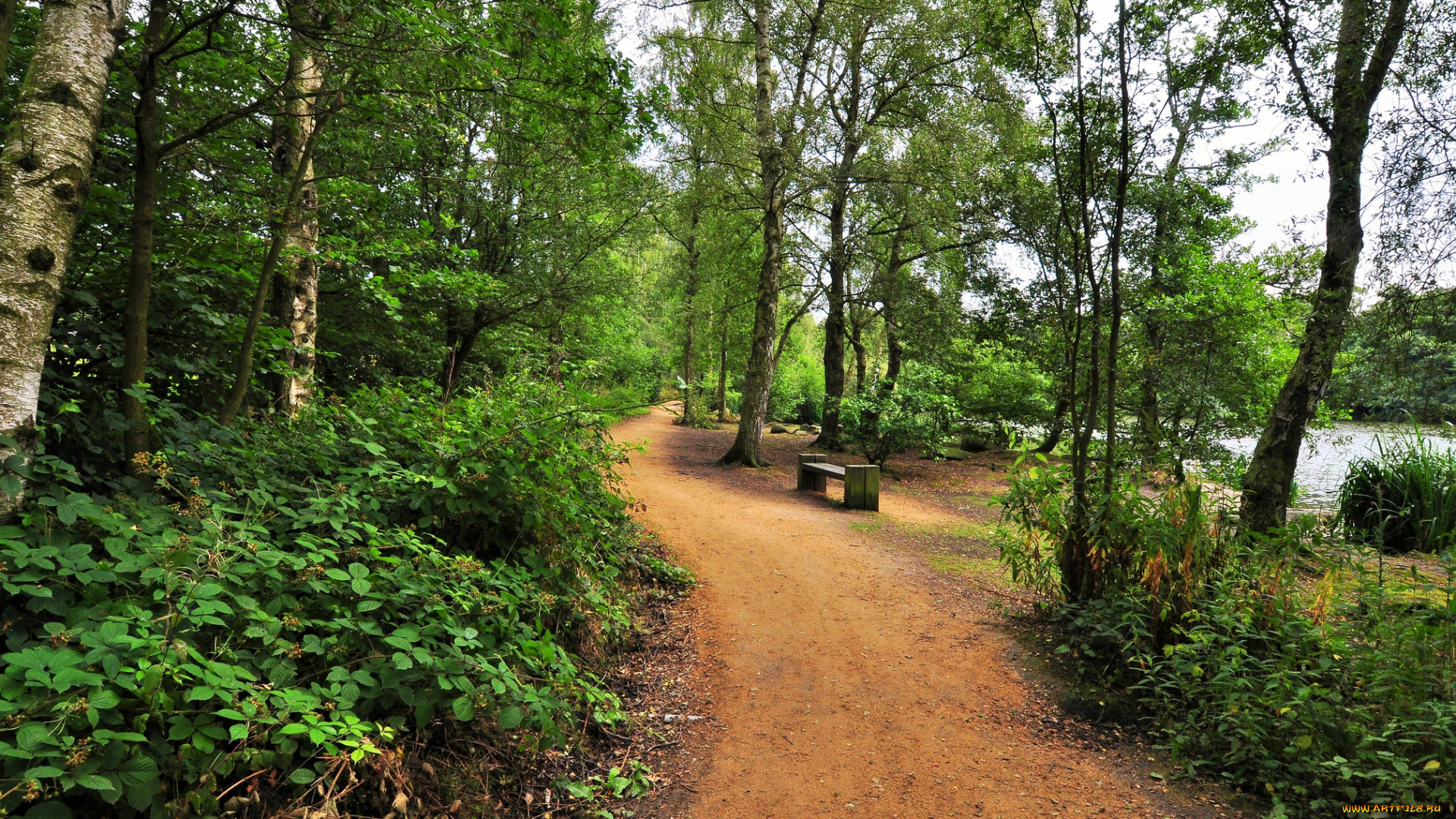 природа, дороги, тропинка, лес, река