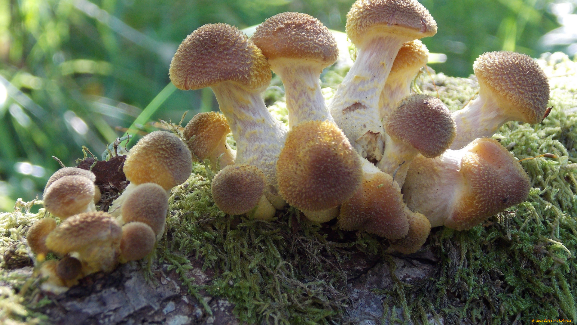 природа, грибы, макро, пень, мох