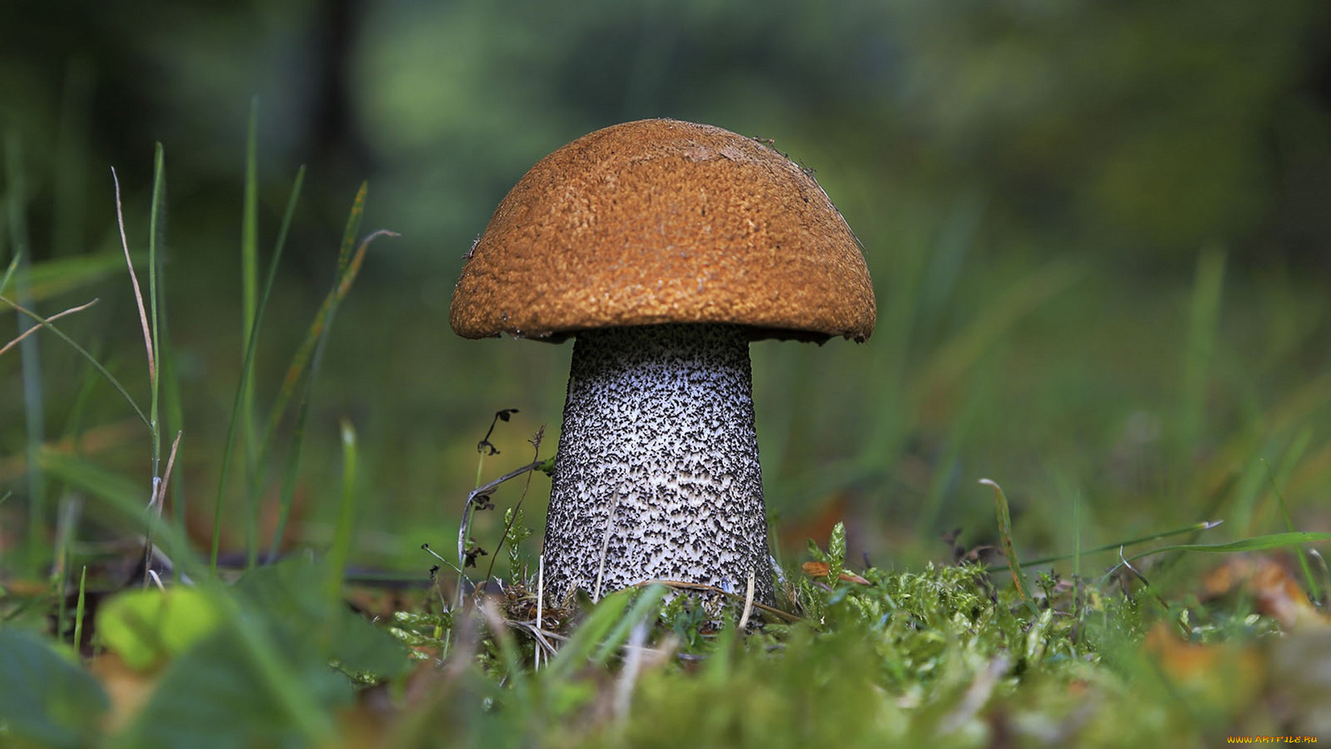 природа, грибы, подберезовик