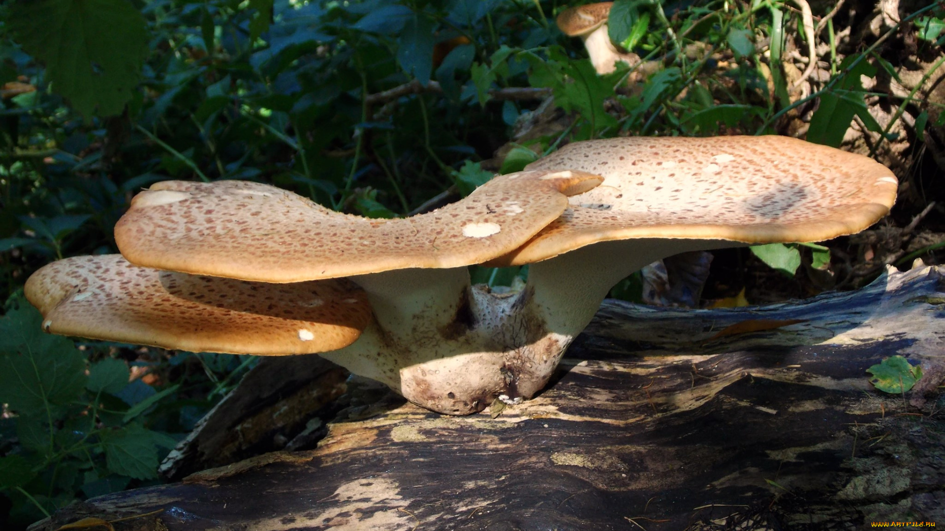 природа, грибы, растения, вешенки, пень