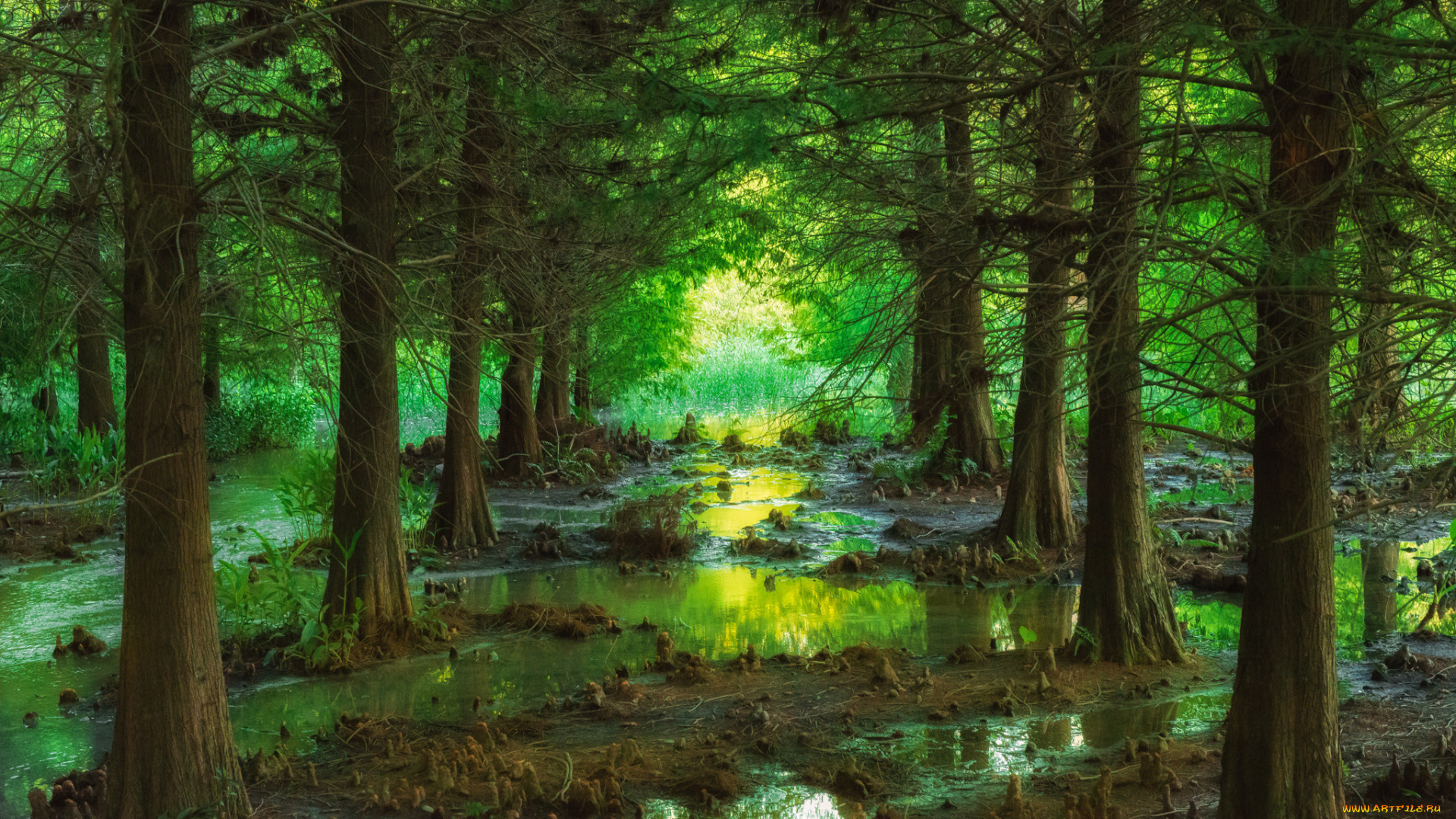 природа, лес, чаща, ели, кочки, вода
