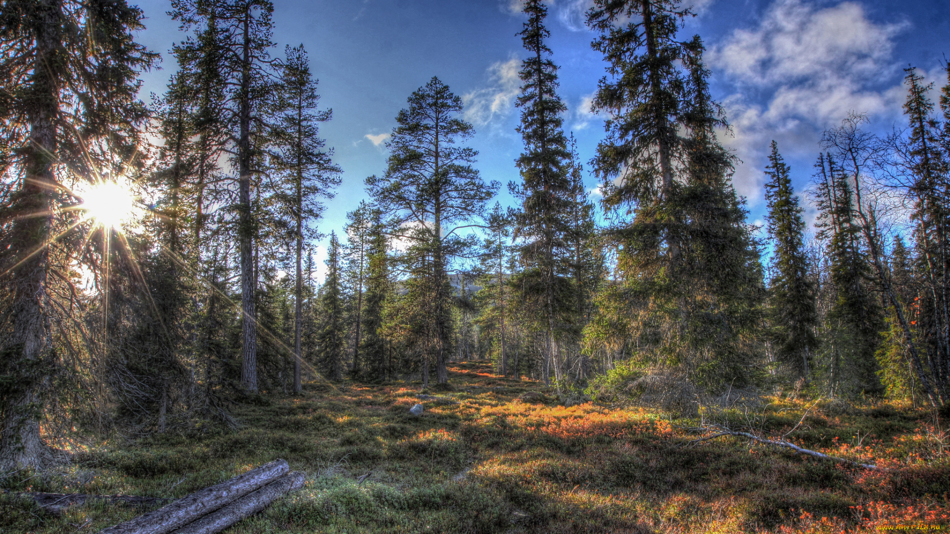 природа, лес, лучи, солнце