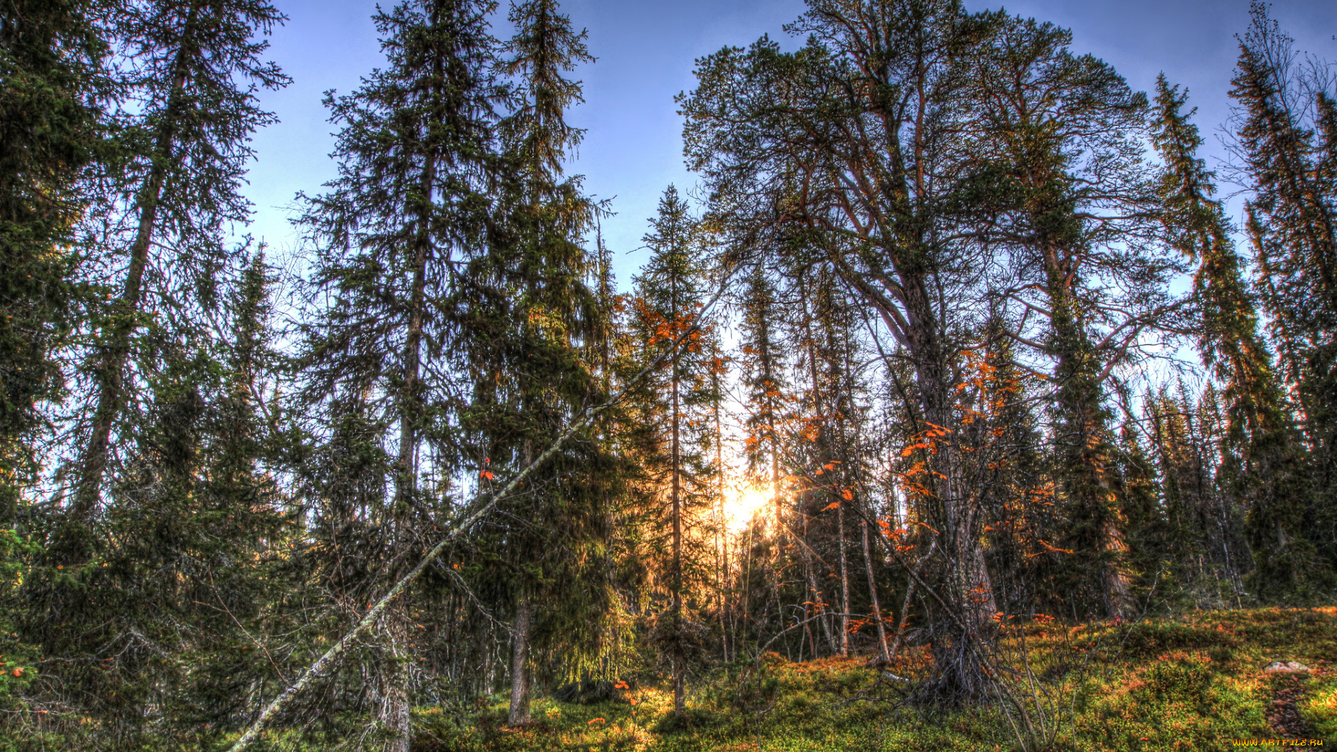 природа, лес, лучи, солнце