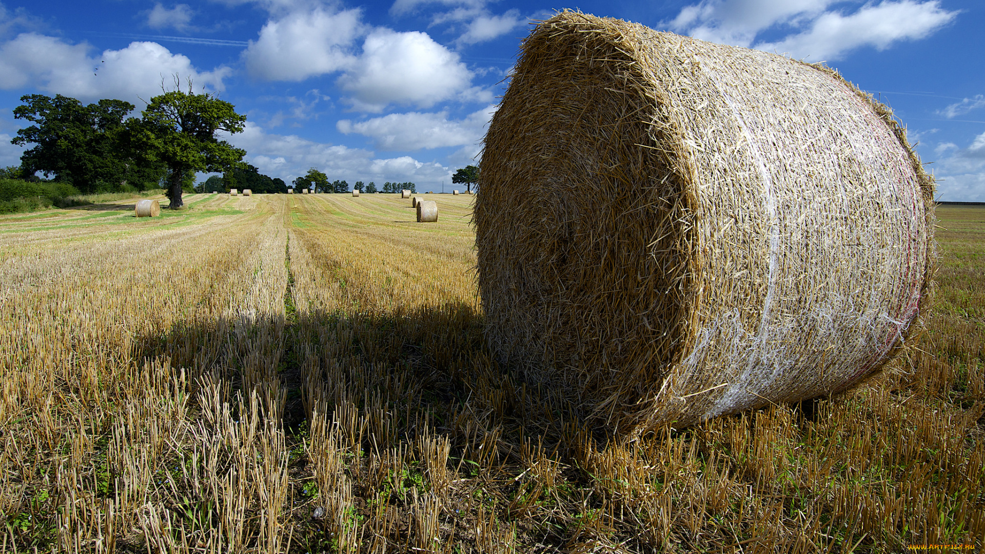 природа, поля, поле, жнивье, сноп