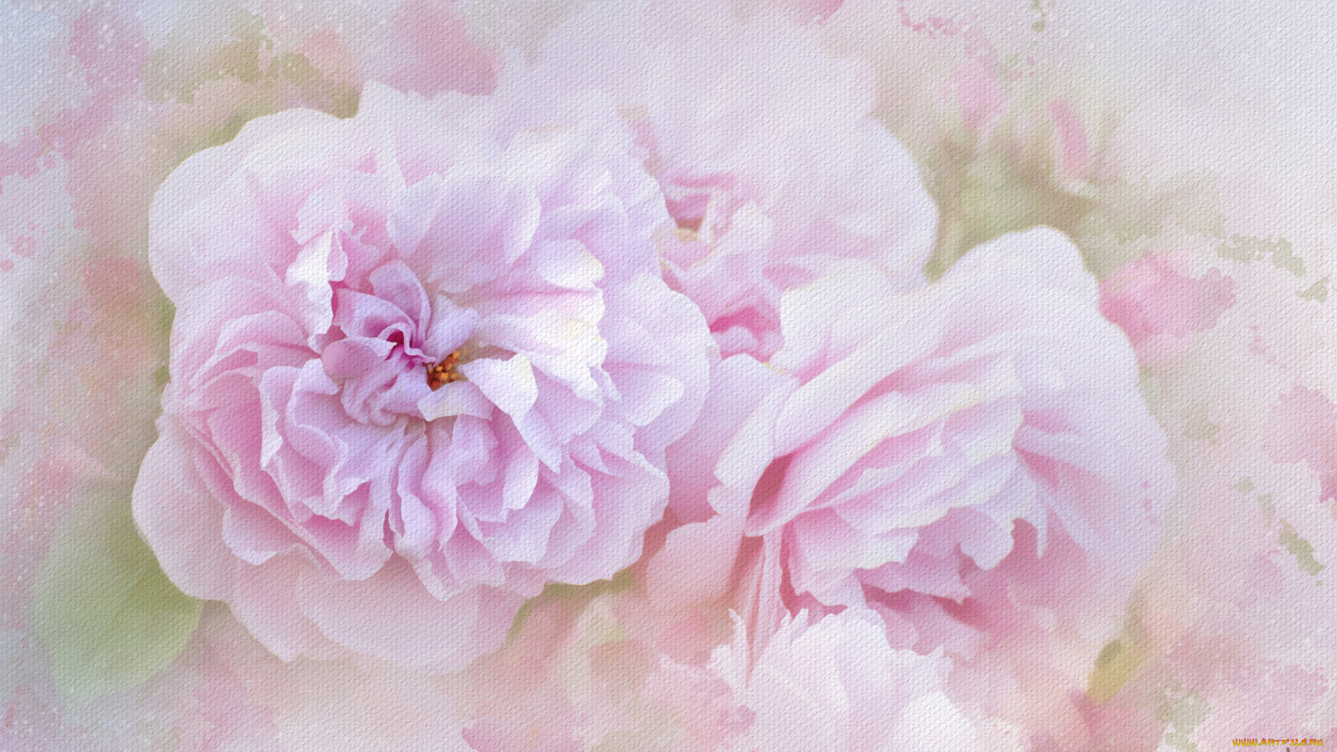 рисованные, цветы, цветение, лепестки, листья, розовая, роза