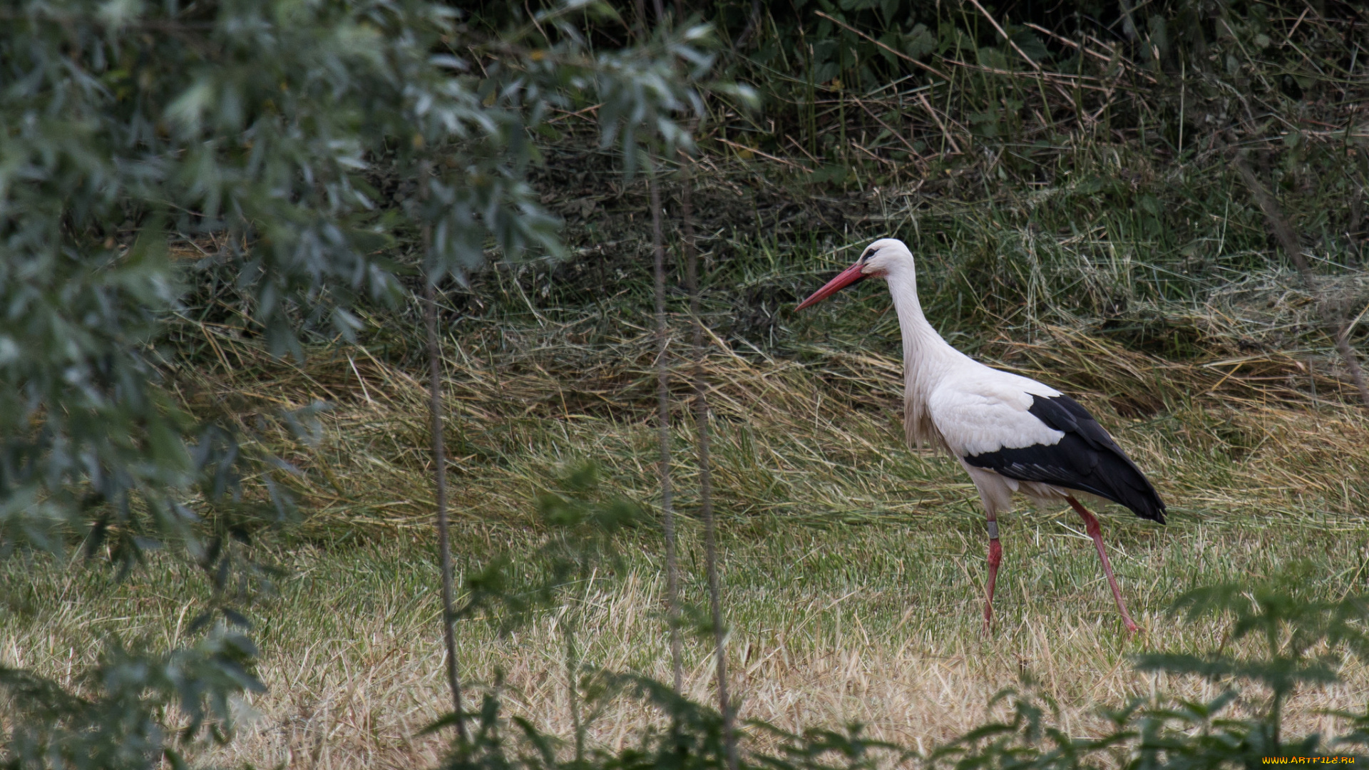 животные, аисты, аист