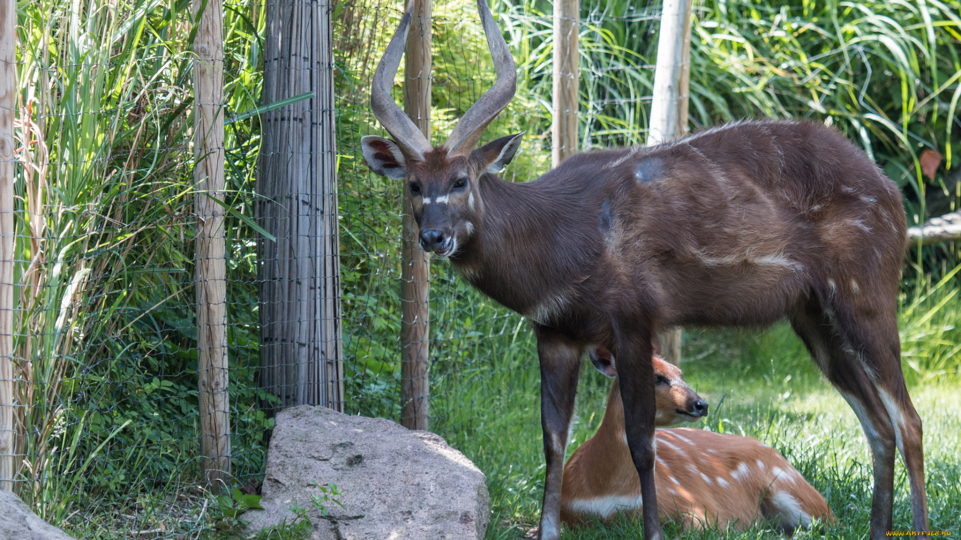 животные, антилопы, рога, антилопа
