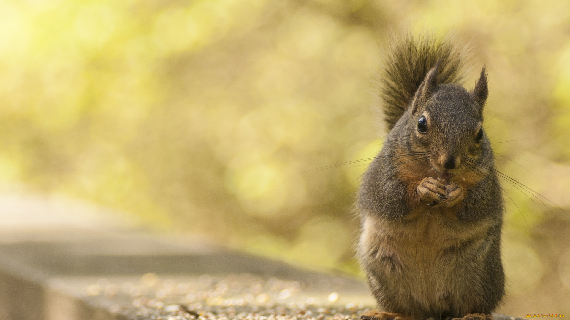 животные, белки, зерна, грызун, обед