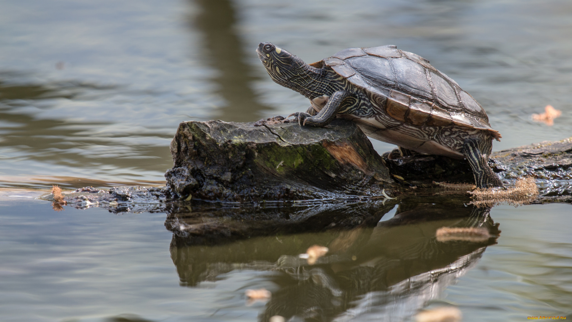 животные, Черепахи, черепаха, кочка, пруд