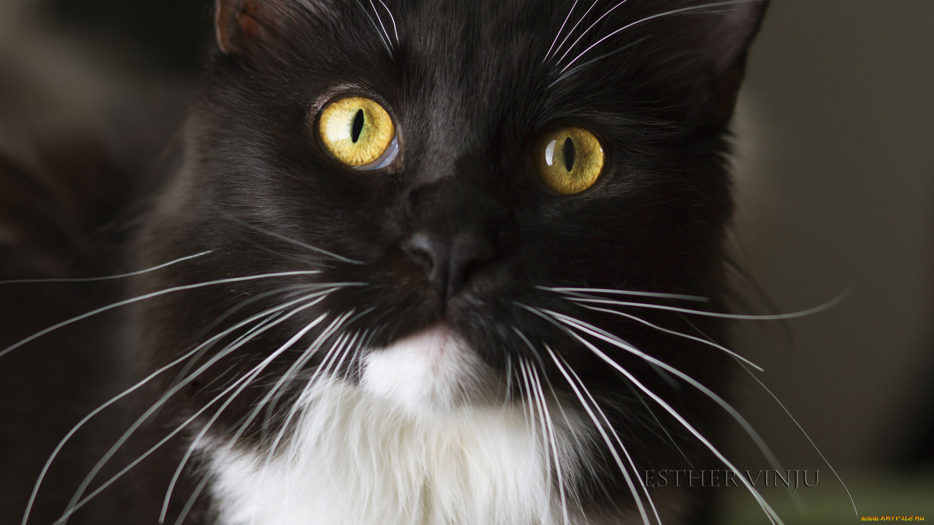 животные, коты, киса, чёрно-белый, кот