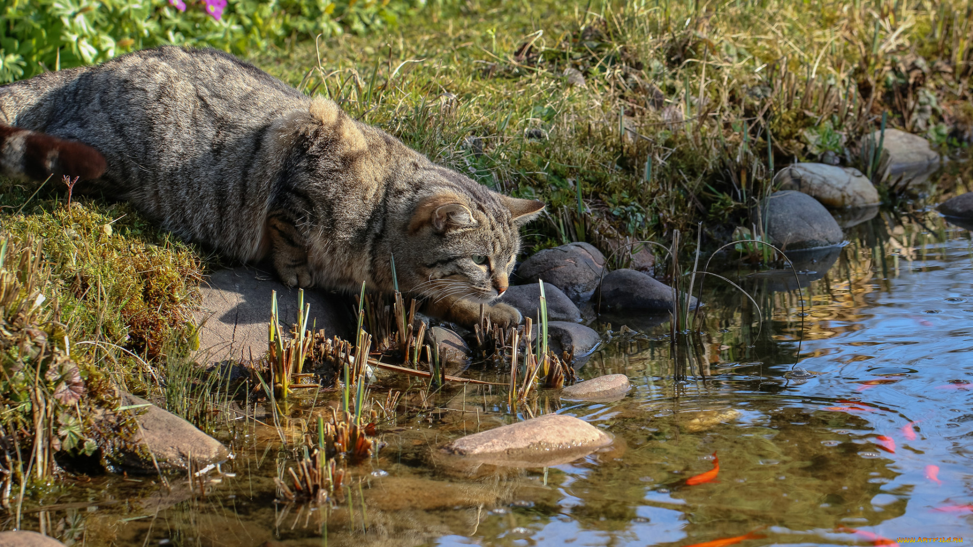 животные, коты, кот, речка, рыбалка