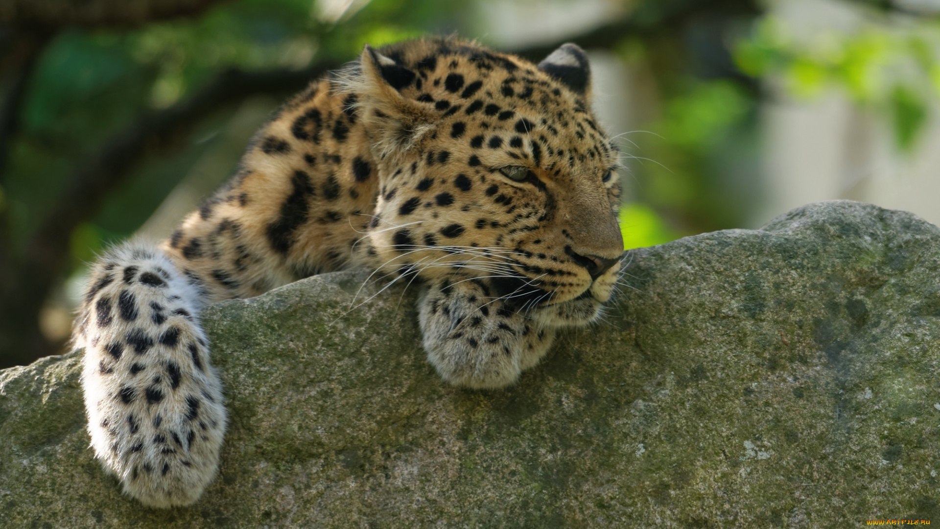 животные, леопарды, амурский, лапы, отдых, камень, кошка, морда