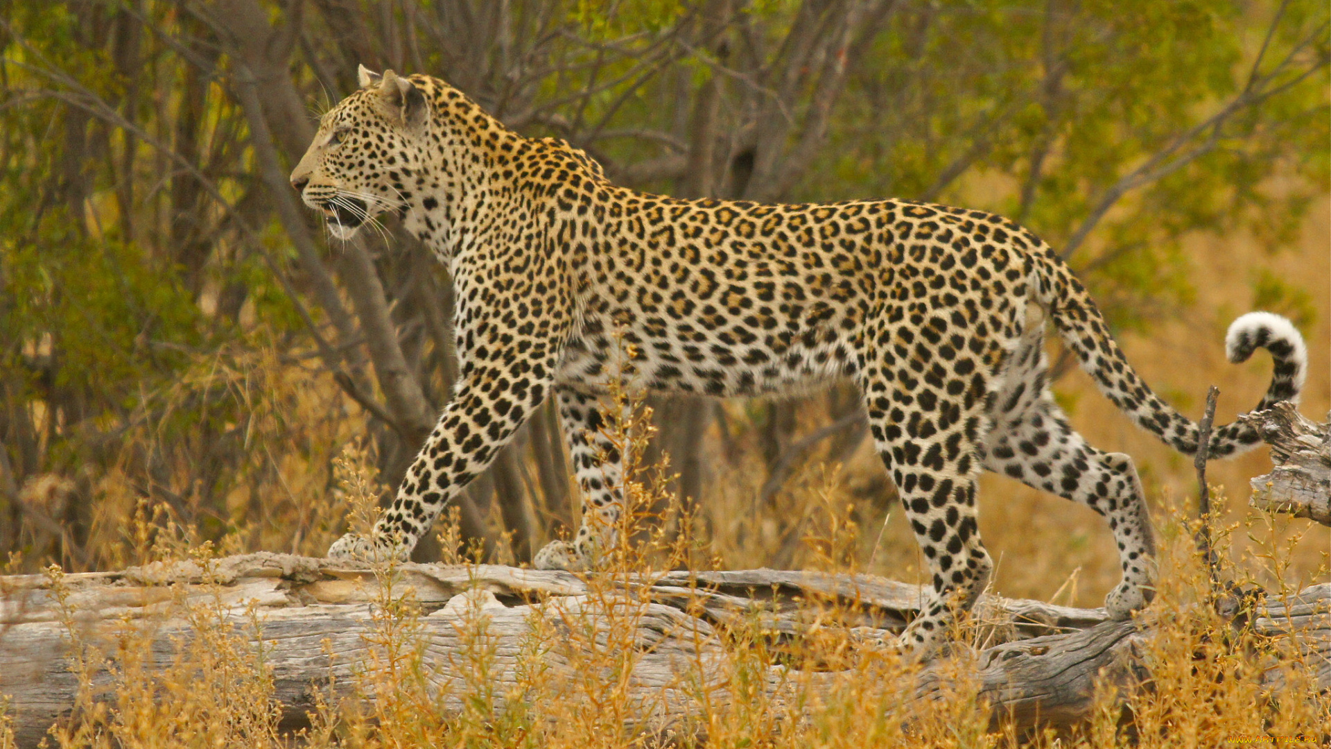 животные, леопарды, леопард