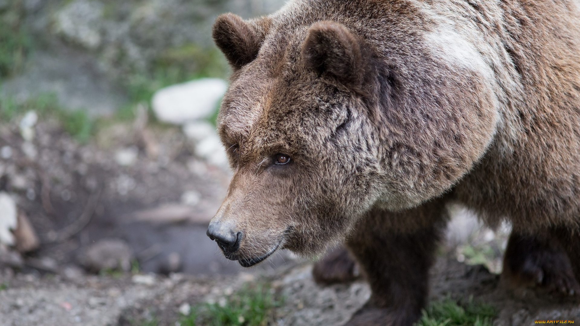 животные, медведи, морда