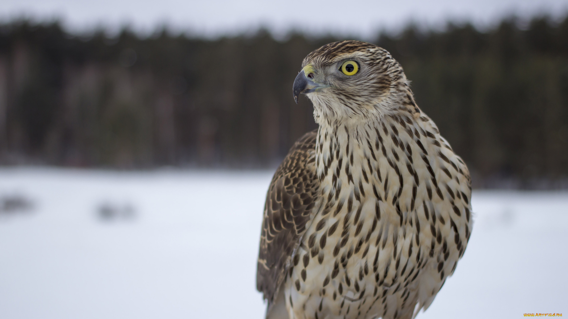 животные, птицы, -, хищники, клюв, взгляд, глаз