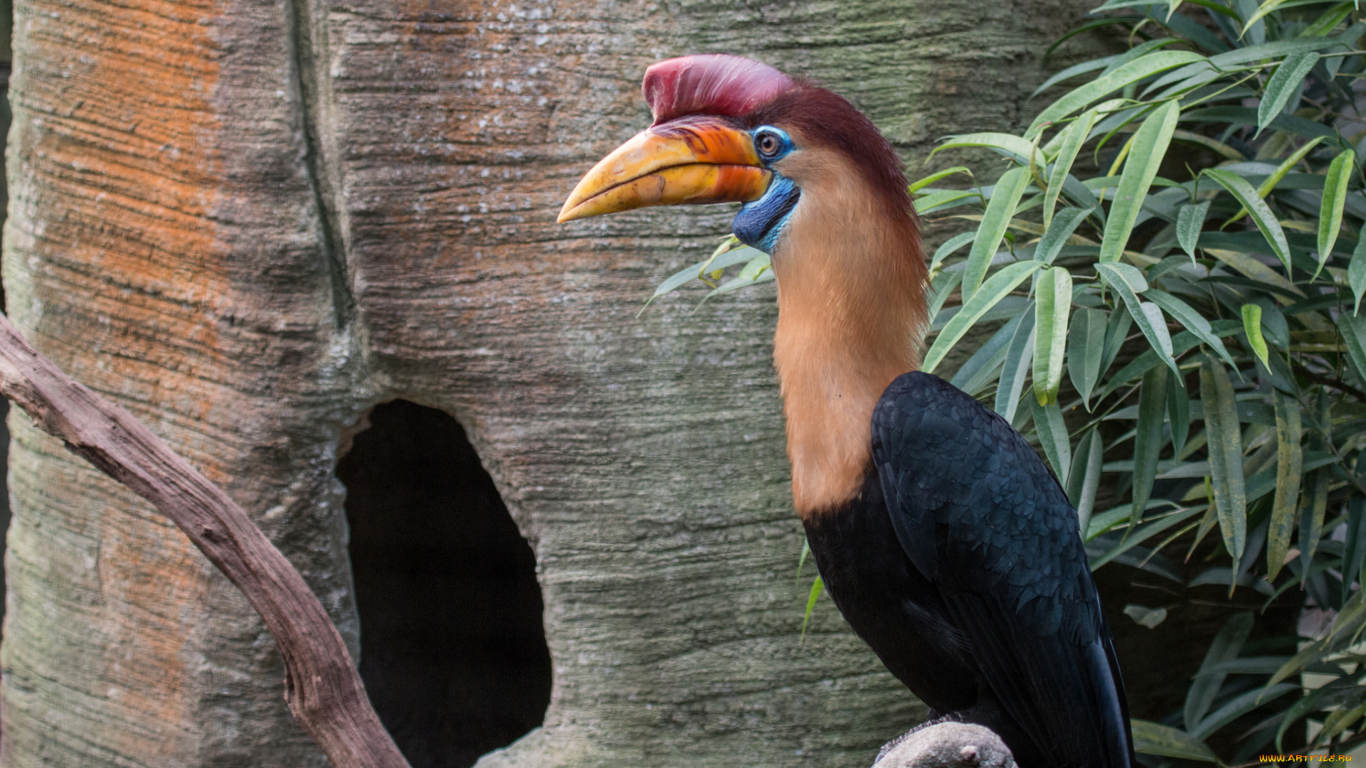 животные, птицы, птица, носорог