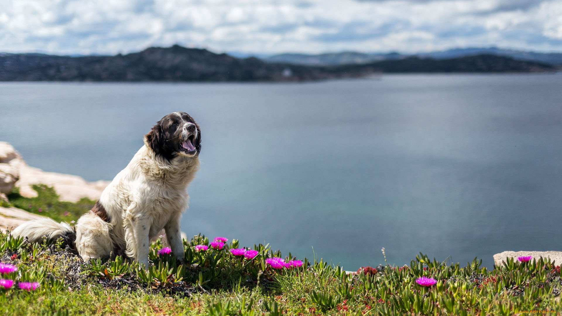 животные, собаки, природа, друг, собака