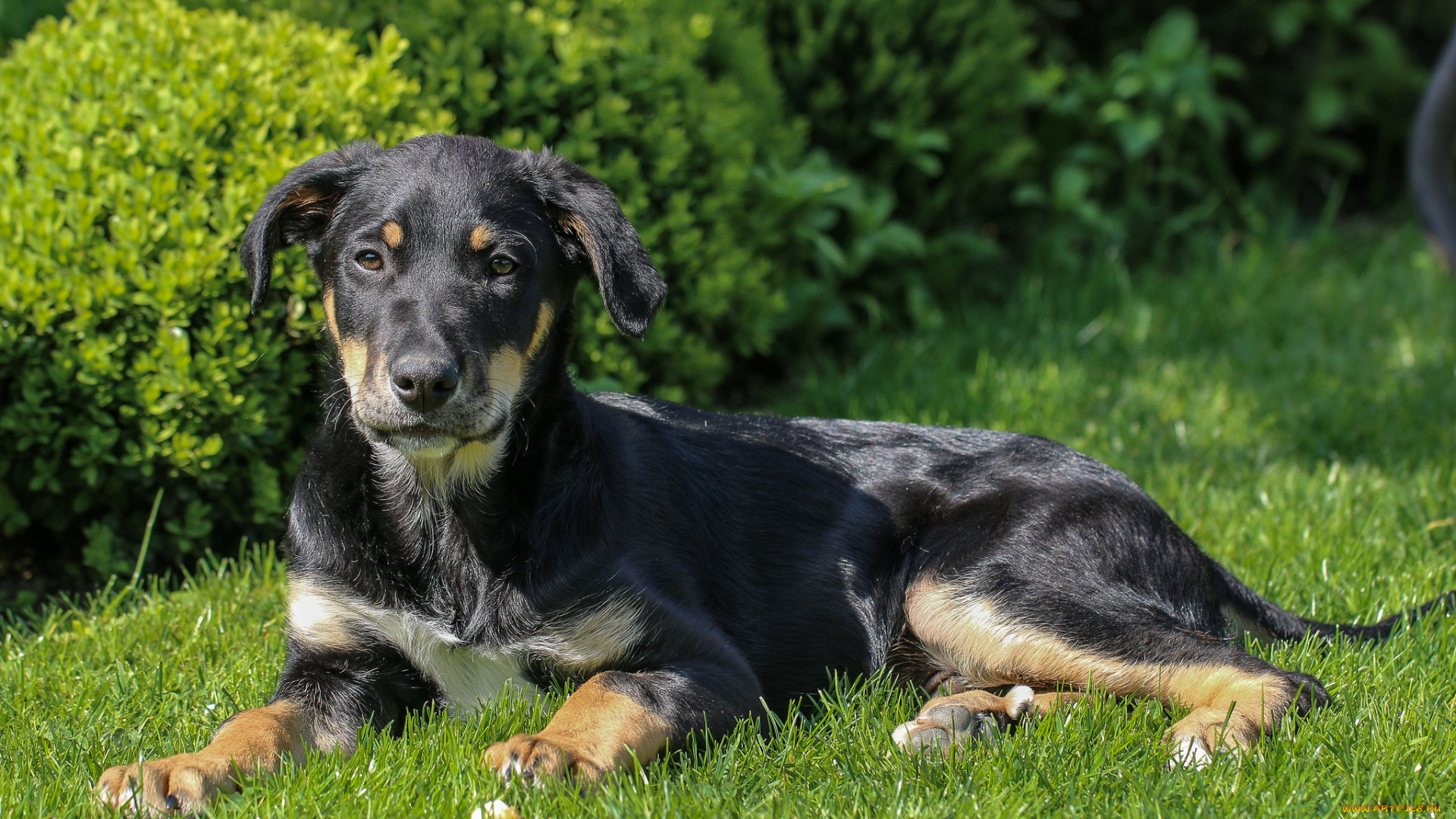 животные, собаки, щенок