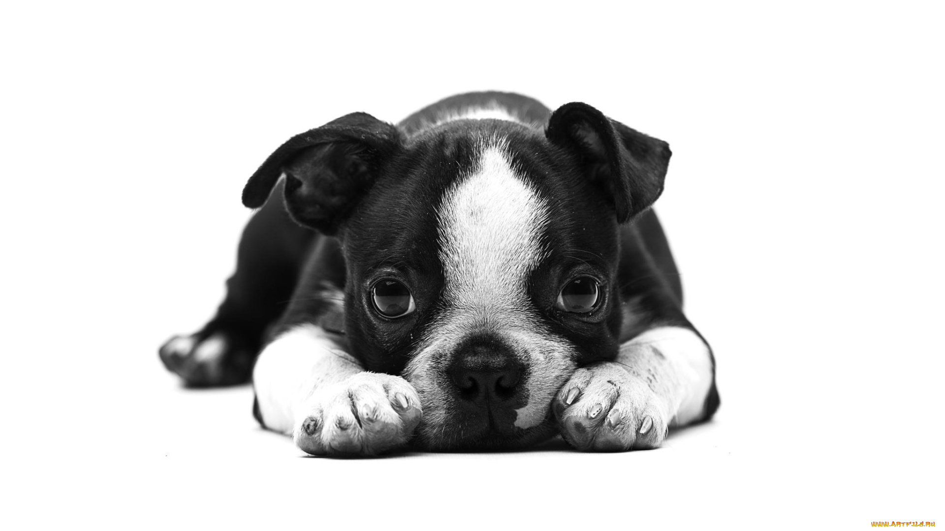 животные, собаки, щенок, английский, бульдог