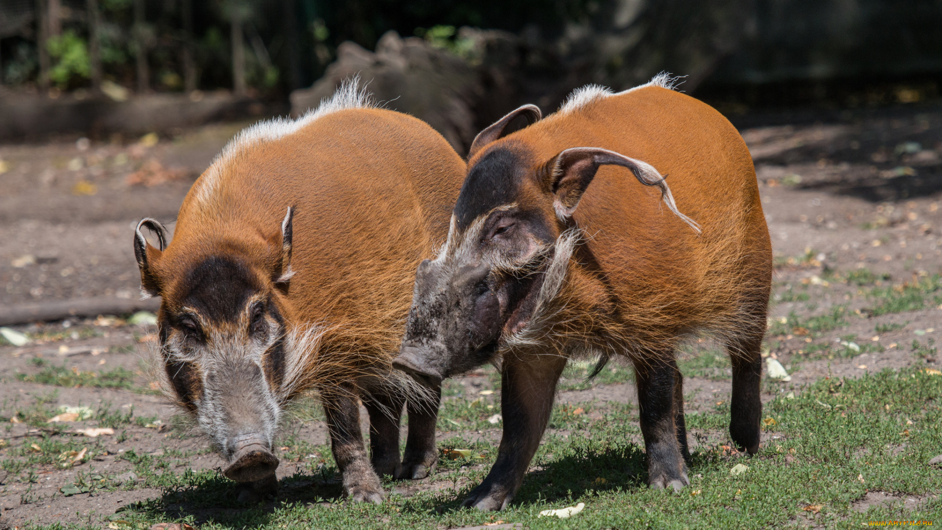 животные, свиньи, , кабаны, кабаны