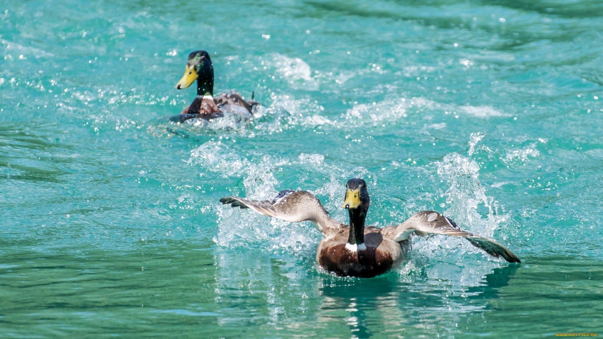 животные, утки, движение, брызги, вода, крылья, пара