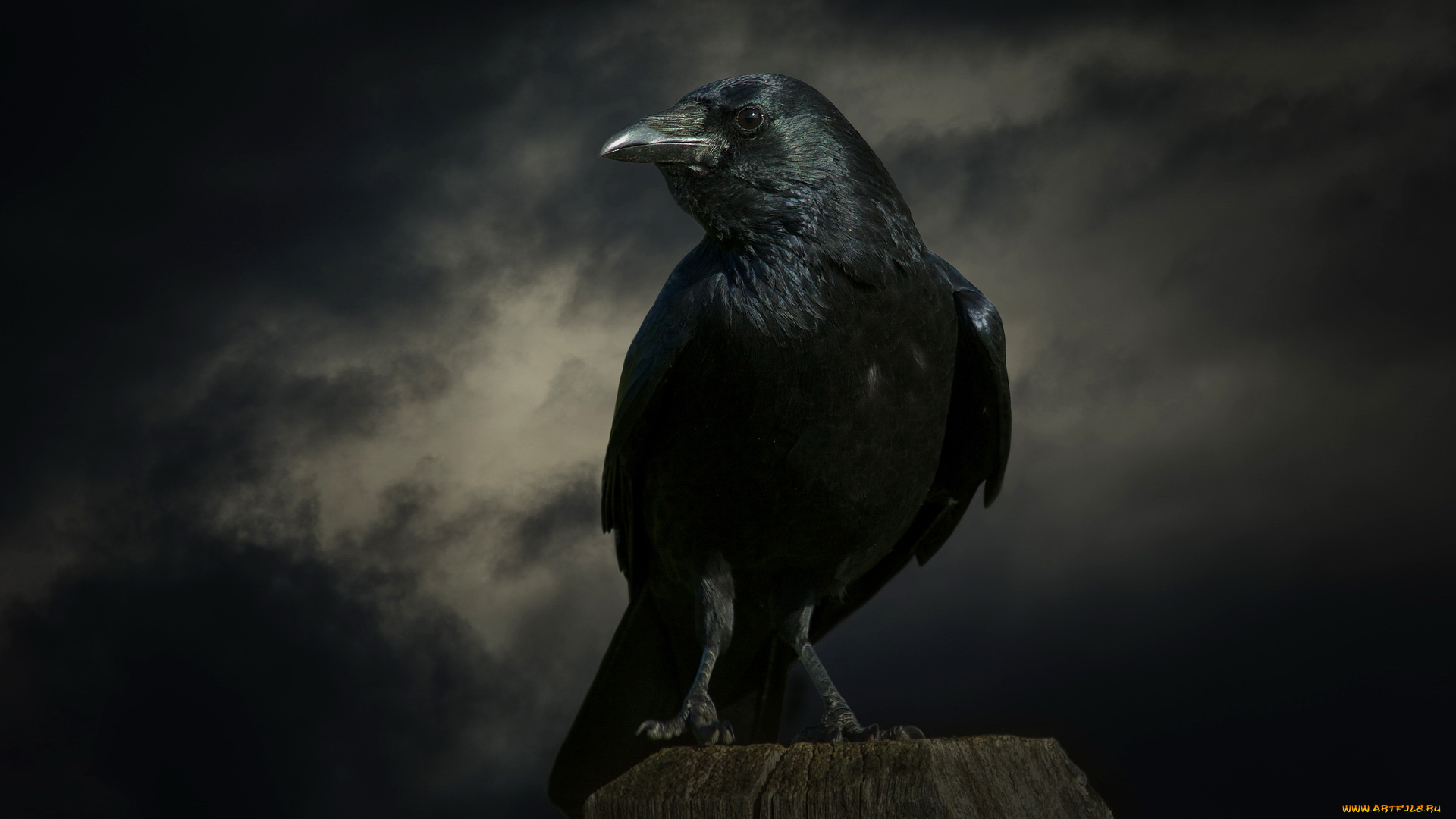 животные, вороны, , грачи, , галки, фон, тучи, ворон, пень