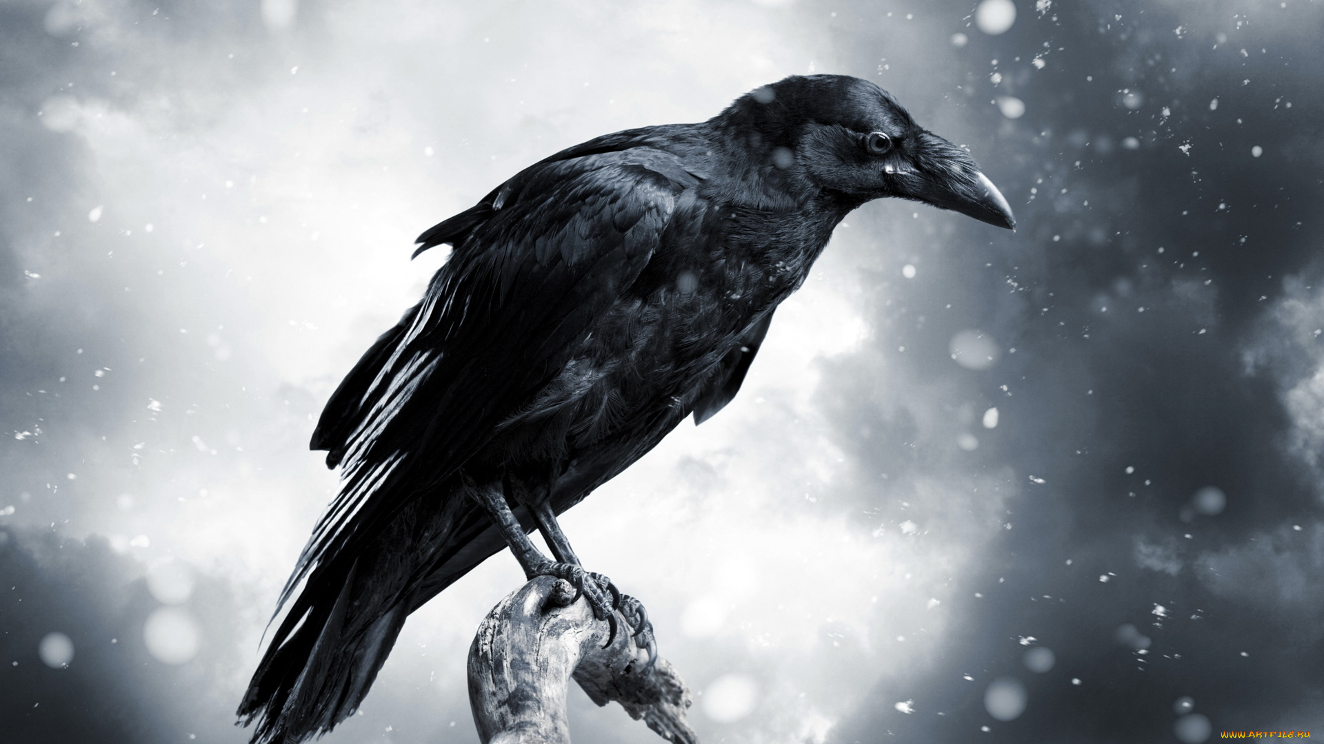 животные, вороны, , грачи, , галки, ветка, ворон