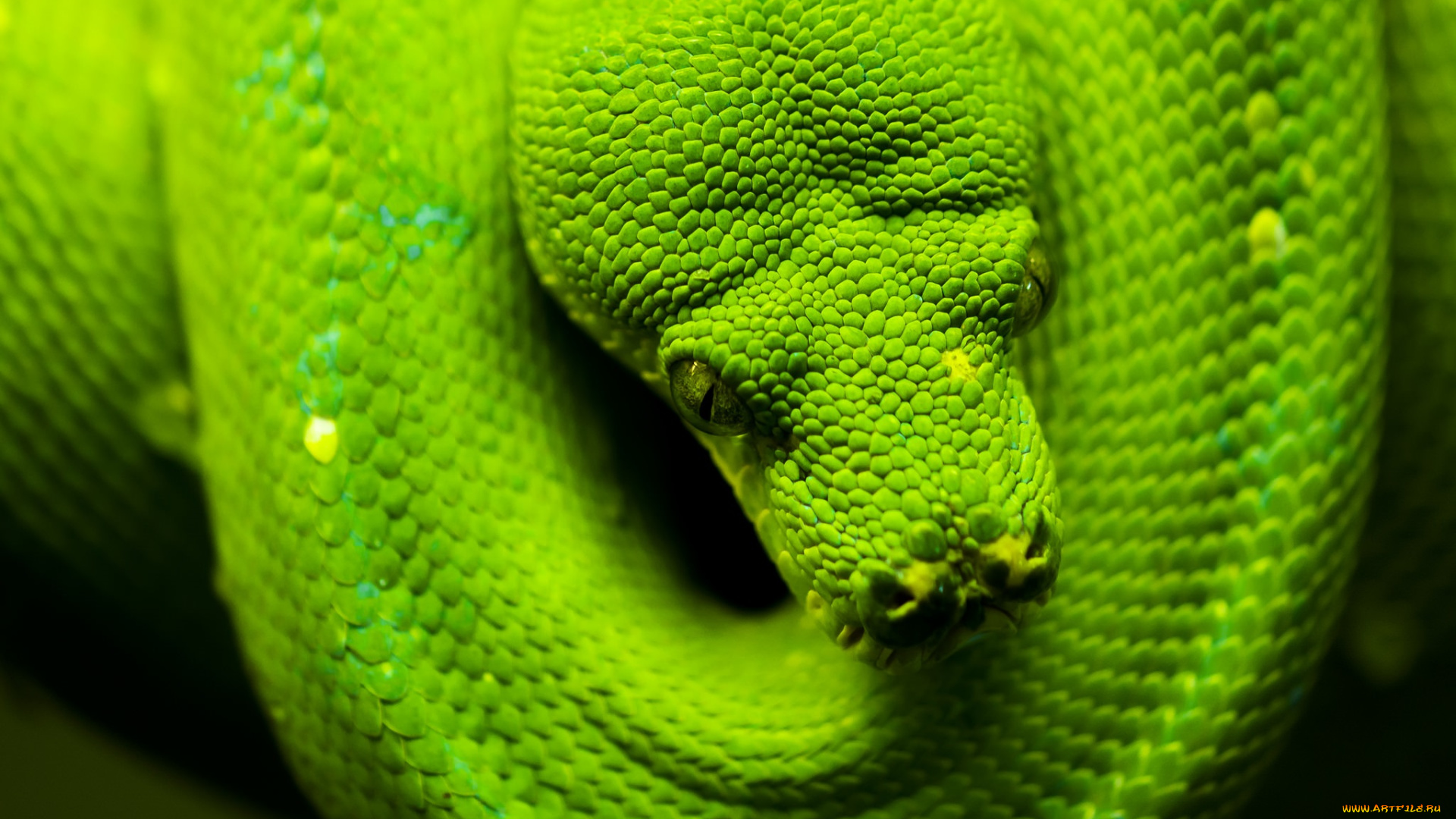 животные, змеи, , питоны, , кобры, зеленый