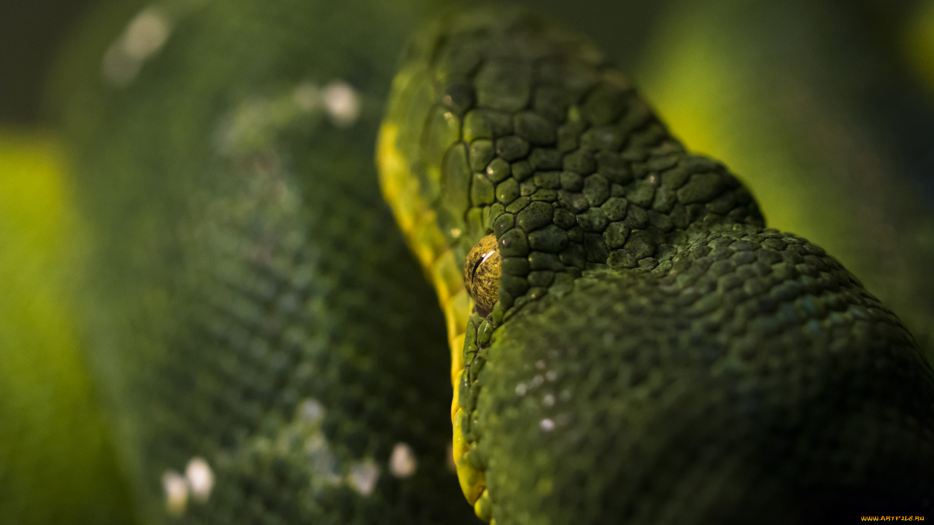 животные, змеи, , питоны, , кобры, зеленый, чешуя, голова
