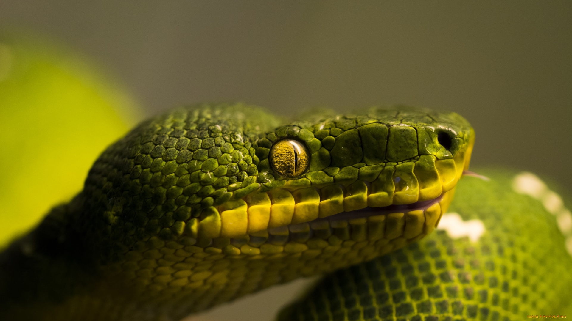 животные, змеи, , питоны, , кобры, зеленый, профиль