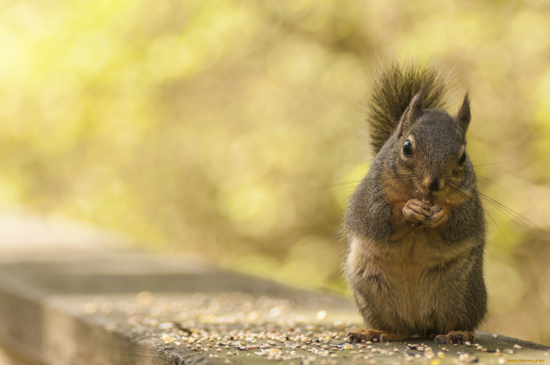 животные, белки, зерна, грызун, обед