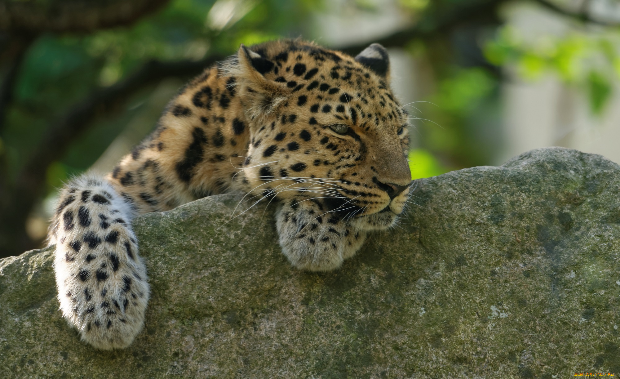 животные, леопарды, амурский, лапы, отдых, камень, кошка, морда