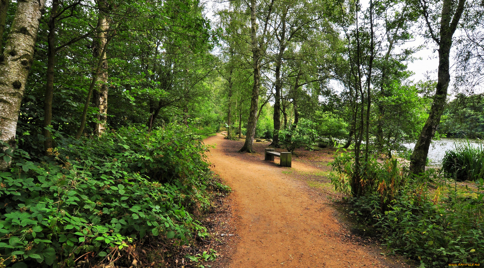 природа, дороги, тропинка, лес, река