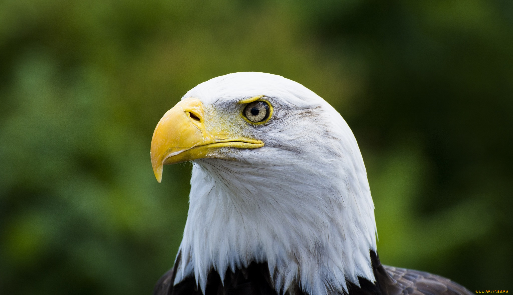 животные, птицы, -, хищники, портрет, клюв, голова, орлан, гордый
