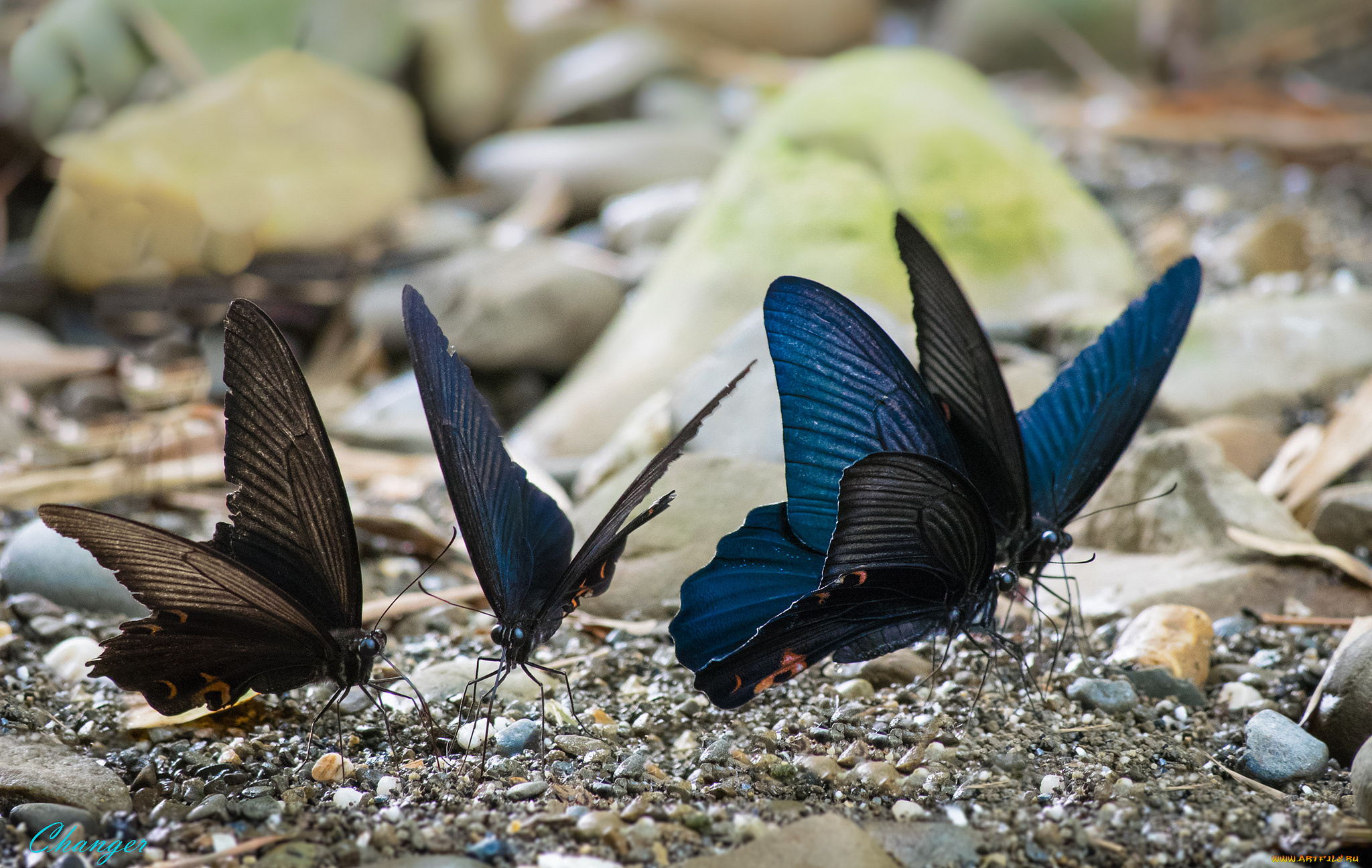 животные, бабочки