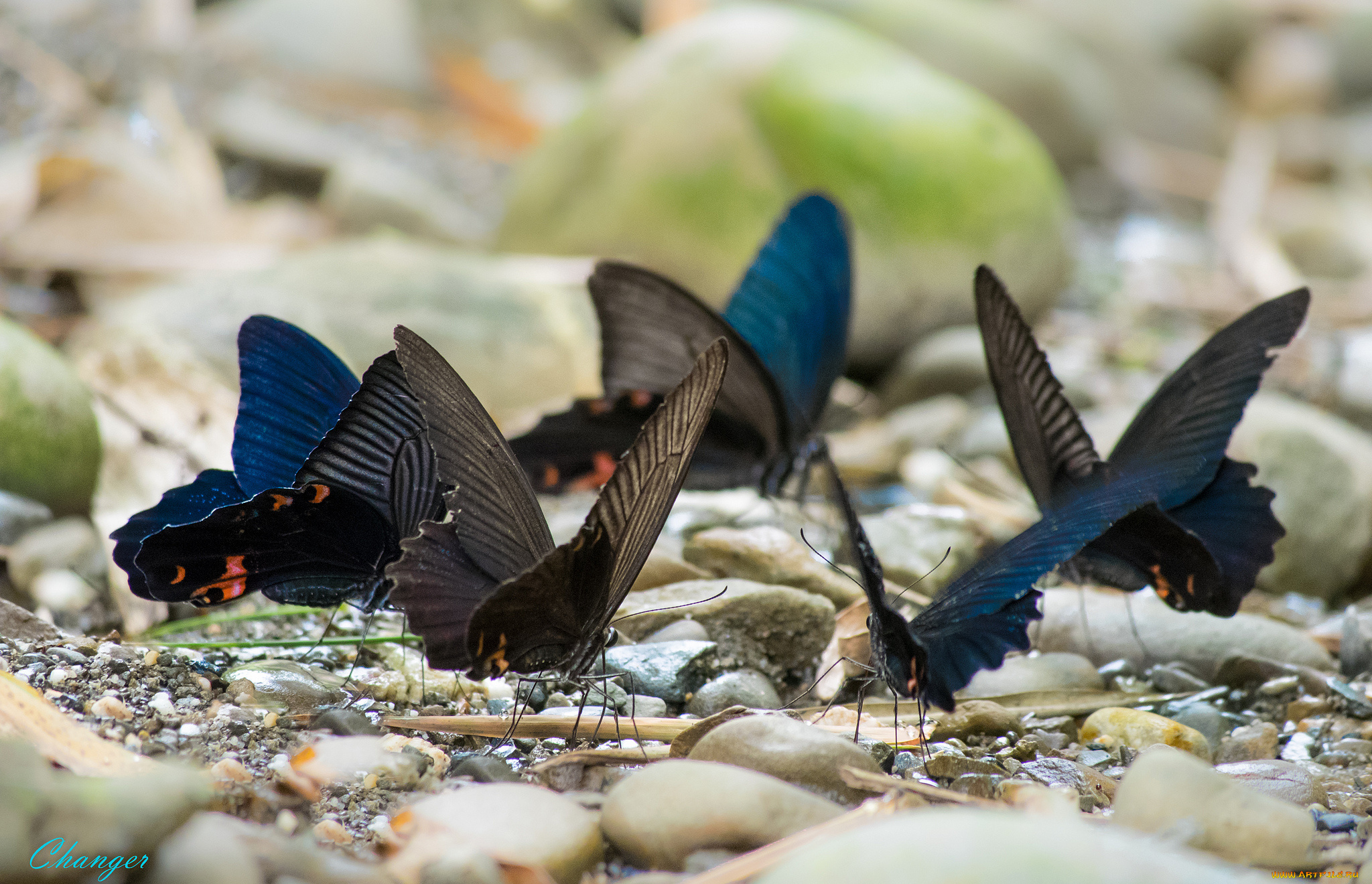 животные, бабочки