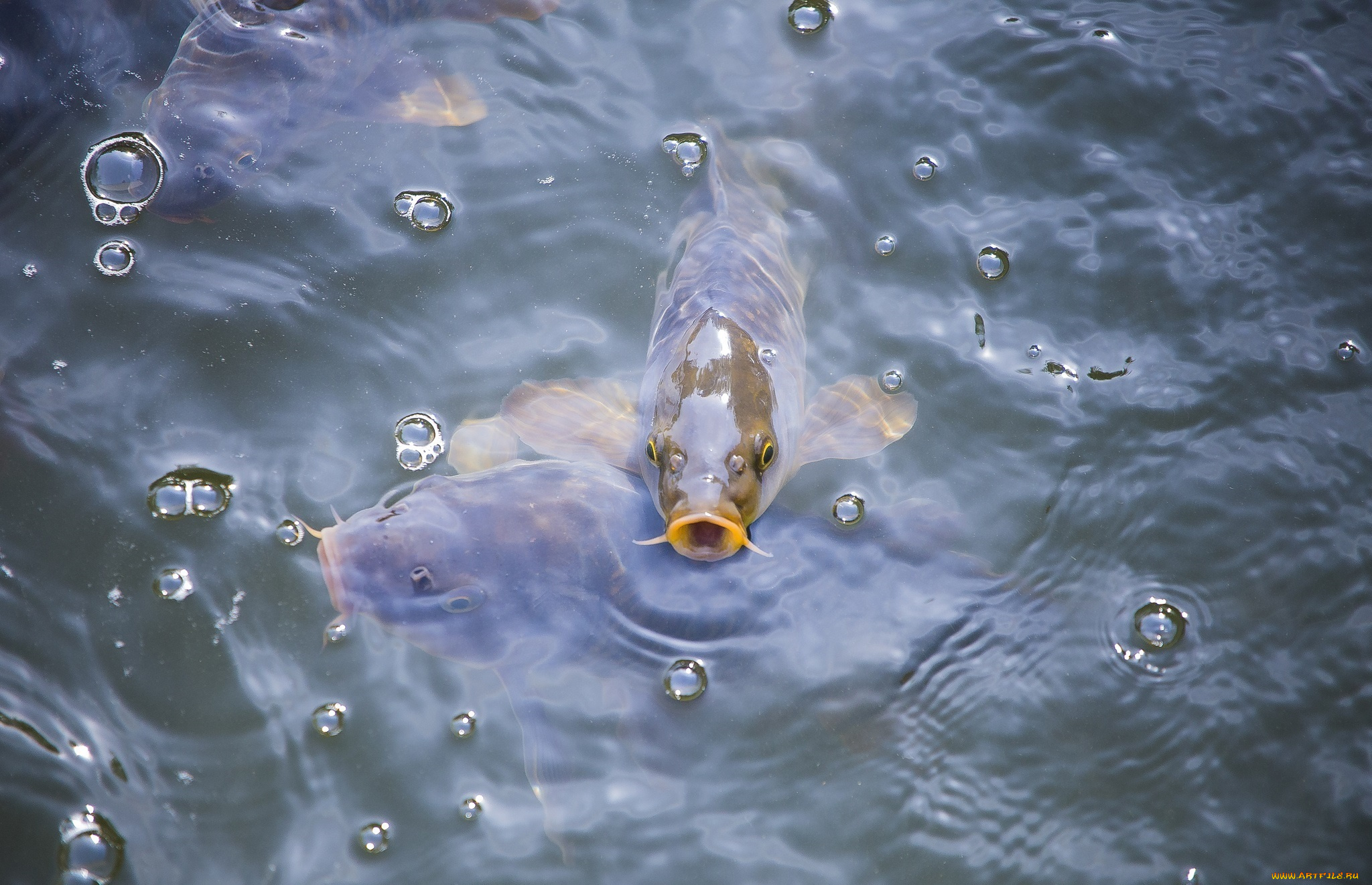животные, рыбы, вода, карп