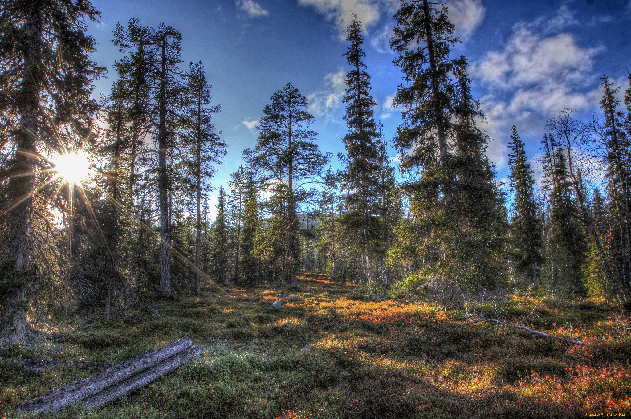 природа, лес, лучи, солнце