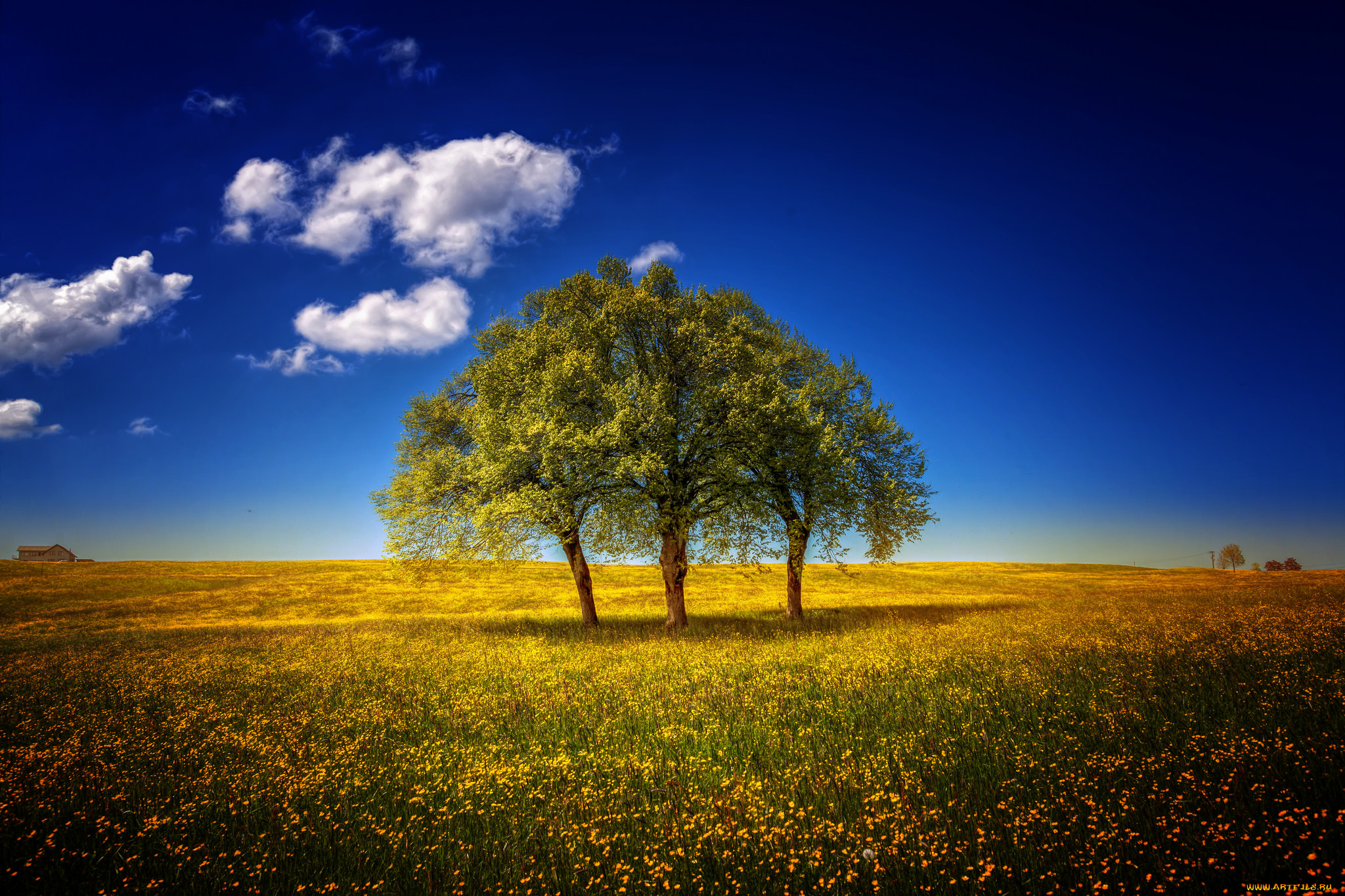 природа, деревья, облака, поле