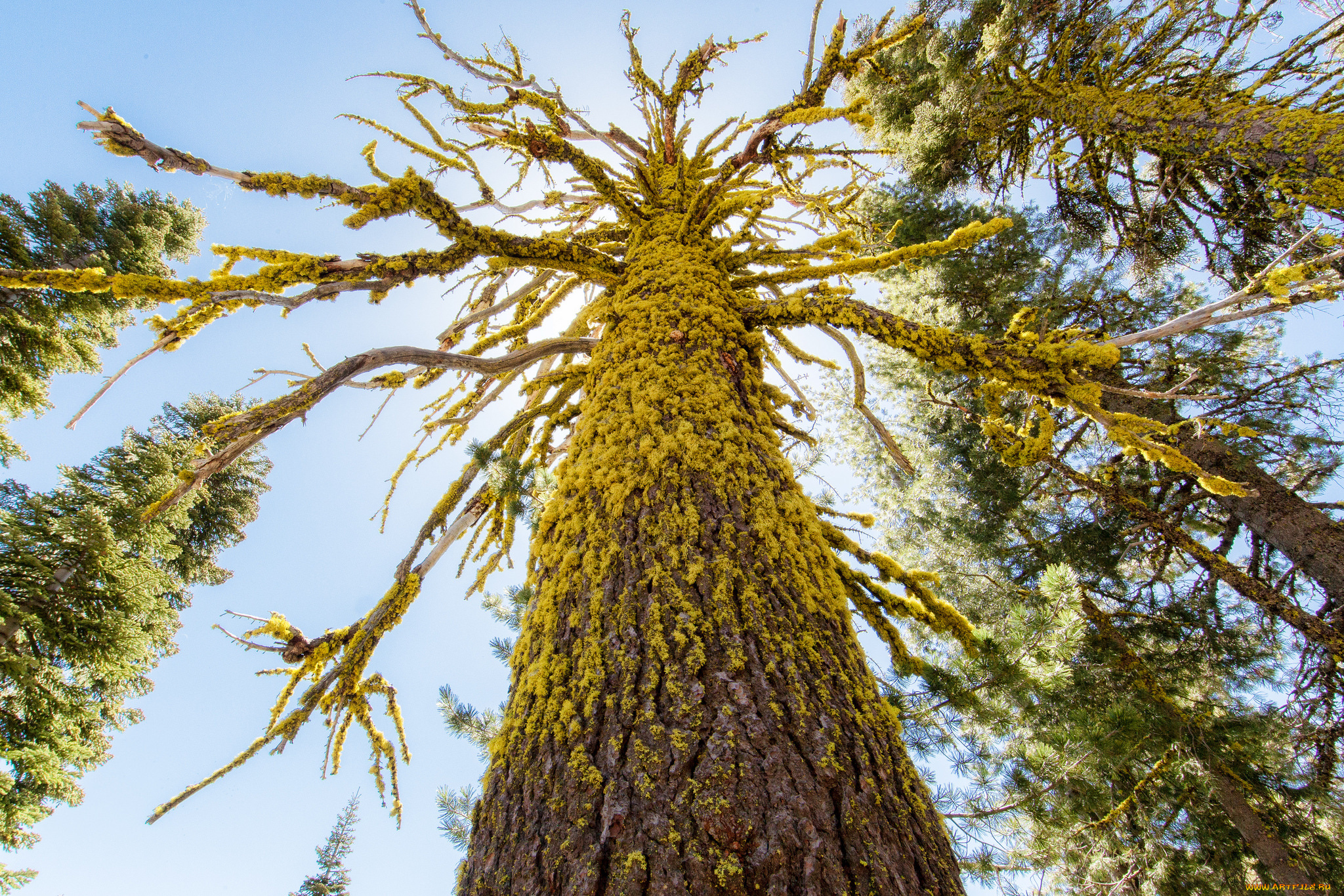 природа, деревья, ветки, ствол, мох, небо, корявое, дерево