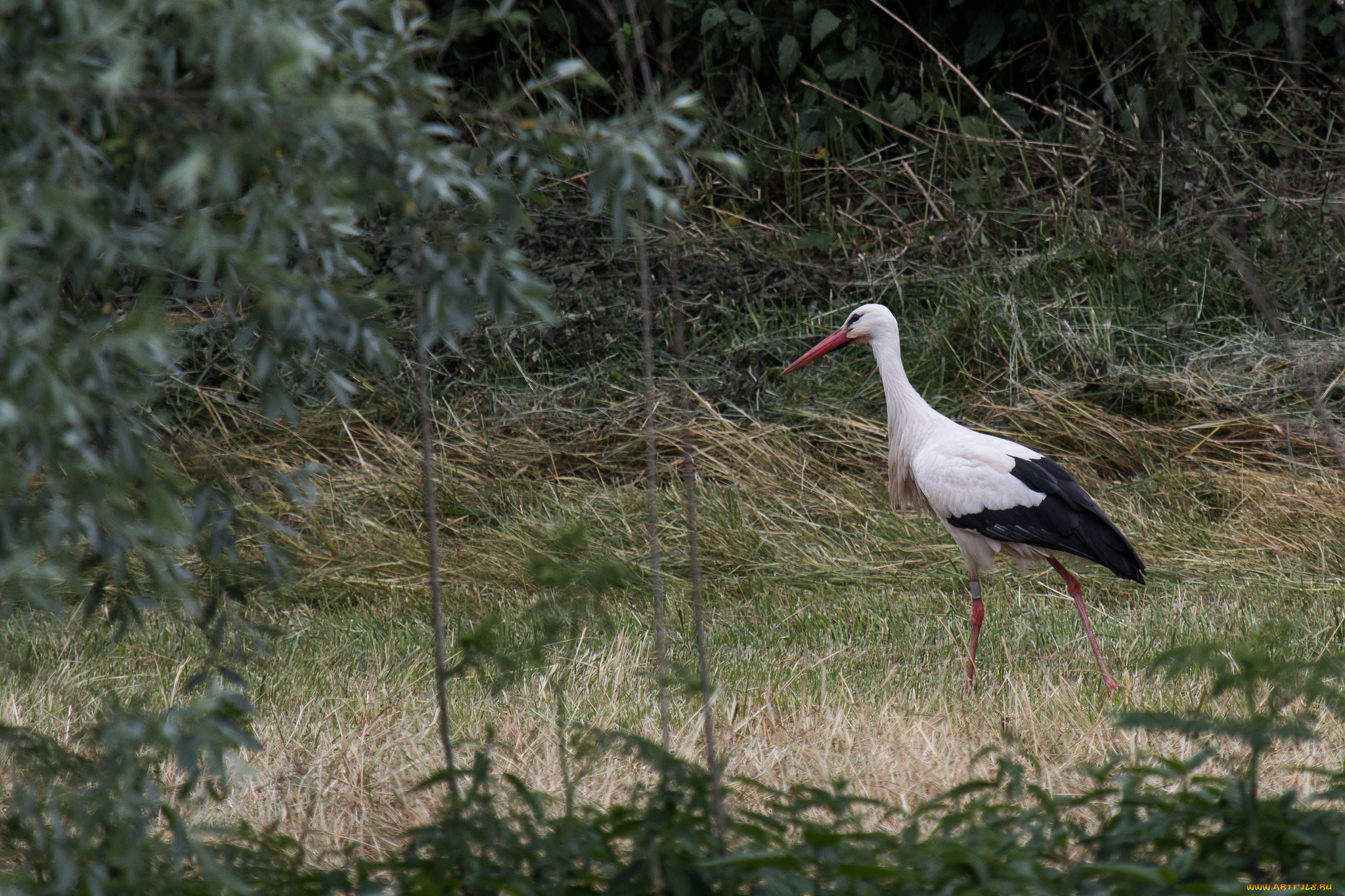 животные, аисты, аист