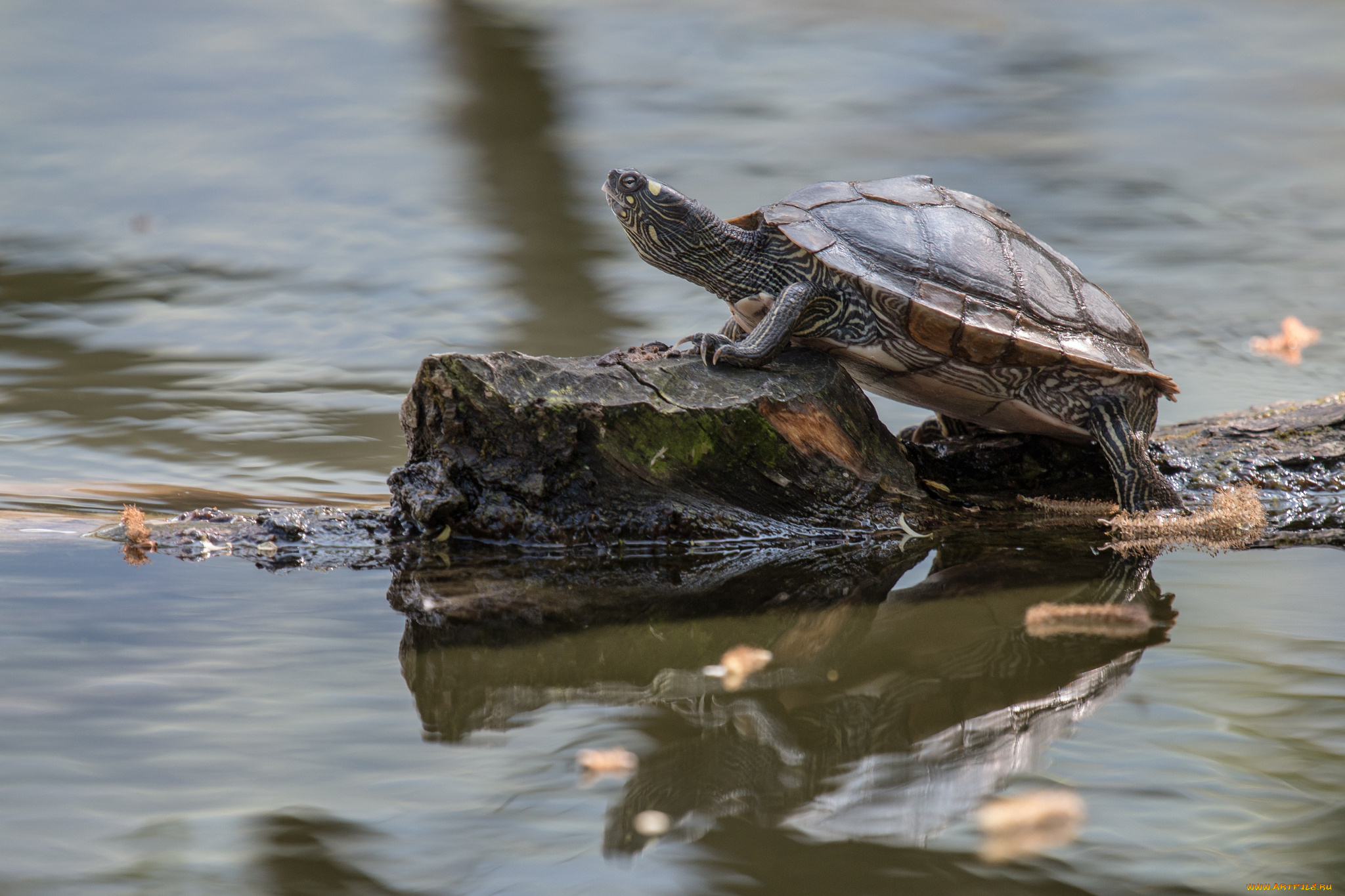 животные, Черепахи, черепаха, кочка, пруд