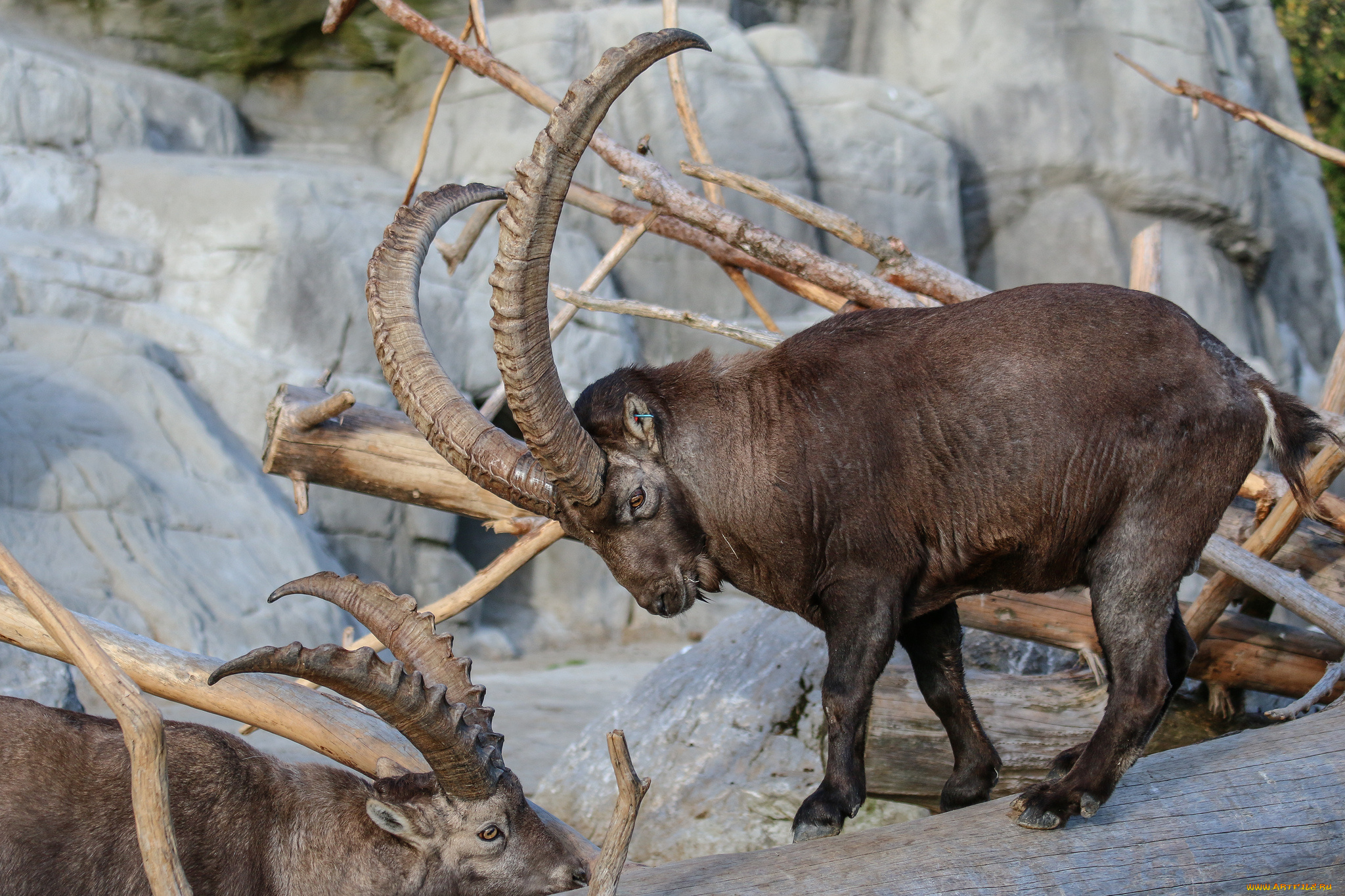 животные, козы, козлы, рога, горные, скалы