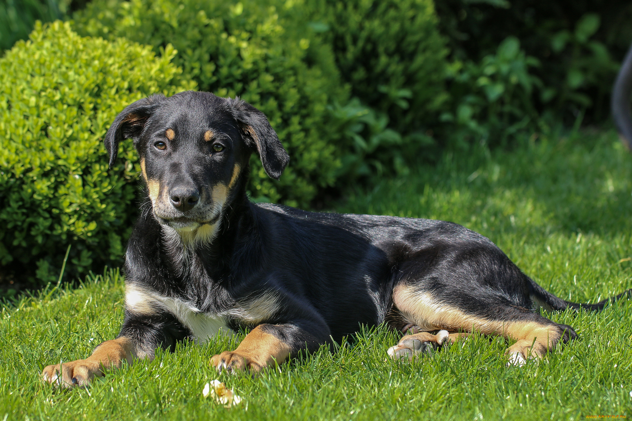 животные, собаки, щенок