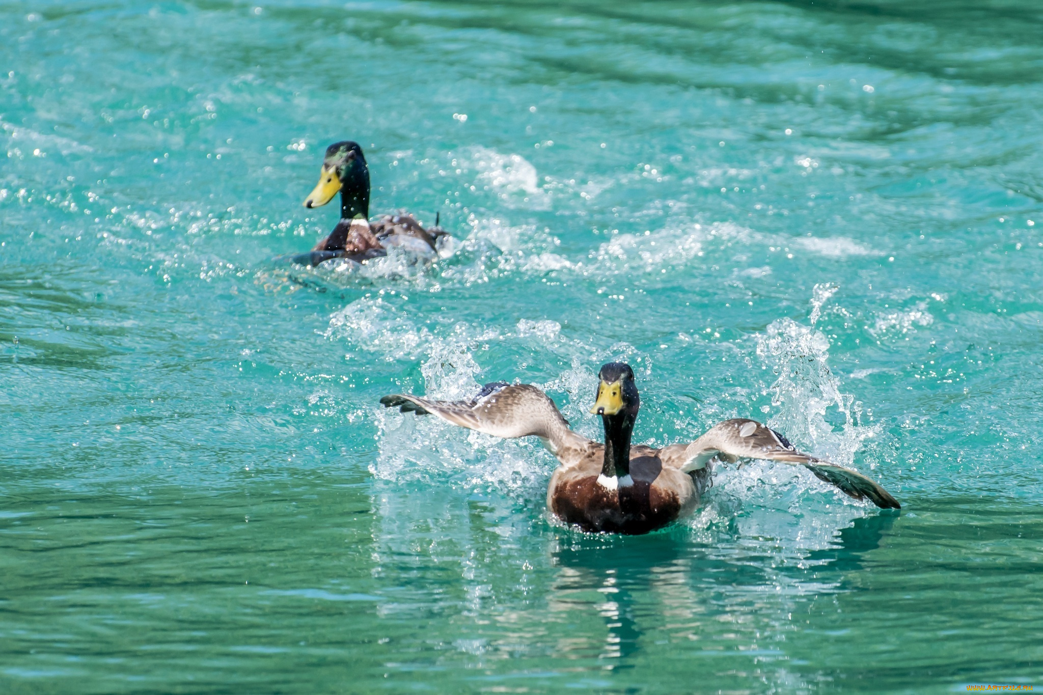 животные, утки, движение, брызги, вода, крылья, пара