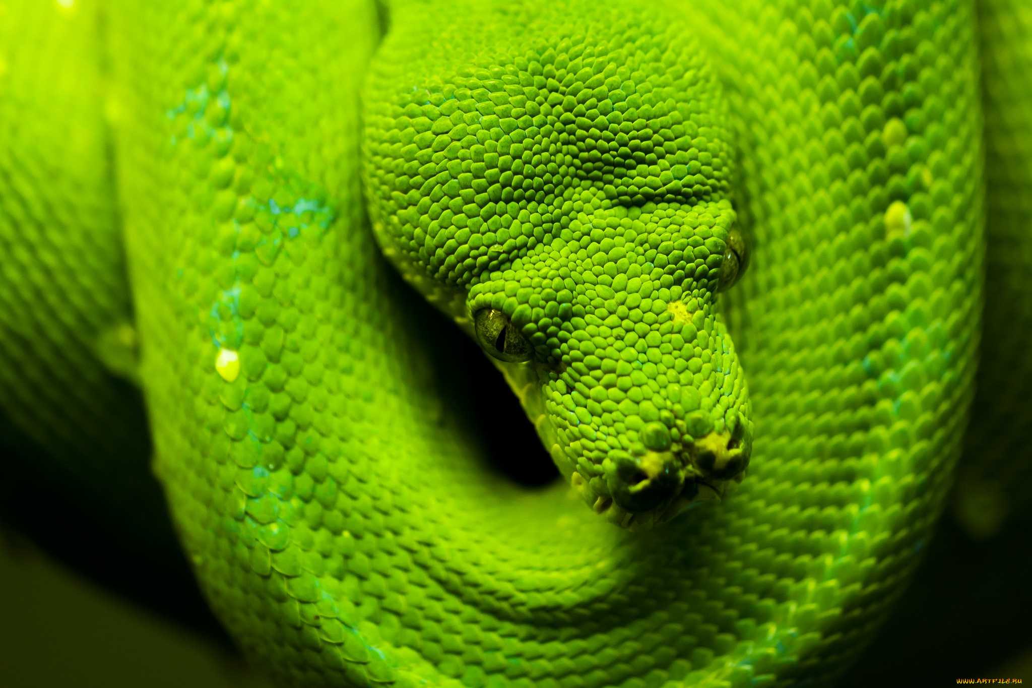 животные, змеи, , питоны, , кобры, зеленый