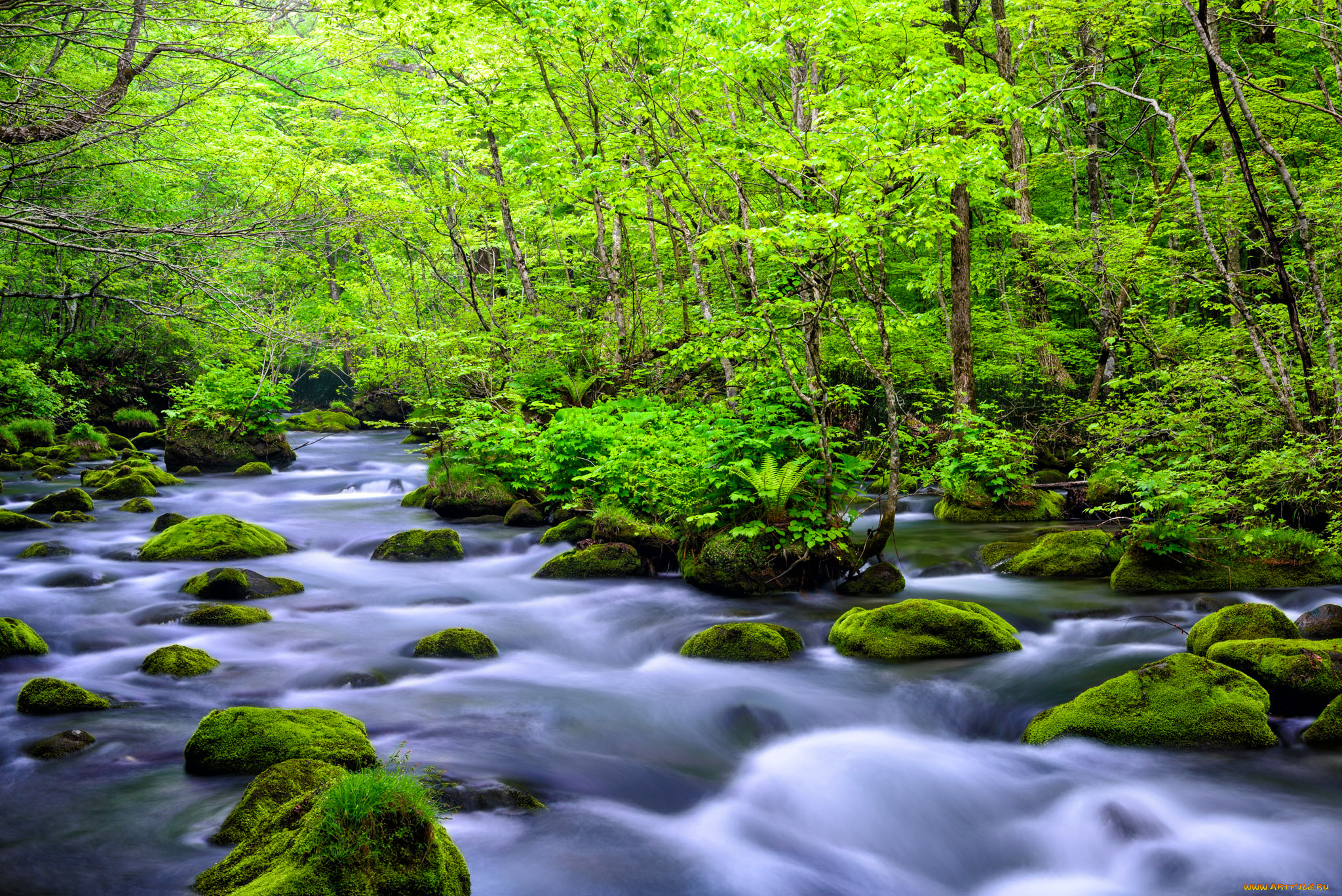 природа, реки, озера, лес, река