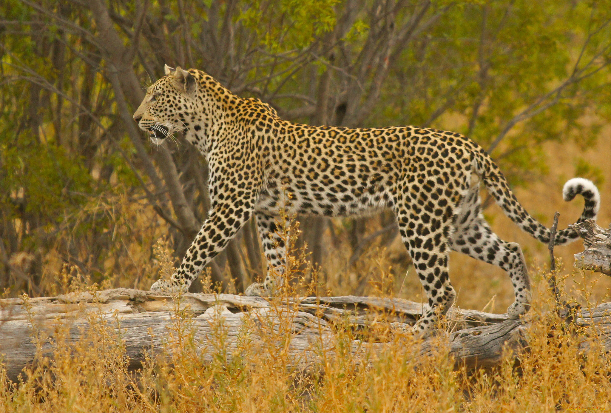 животные, леопарды, леопард