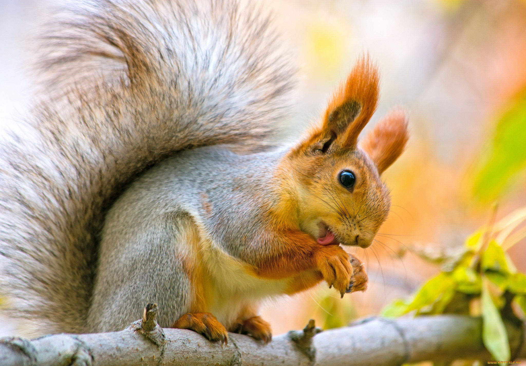 животные, белки, ветка, листья, осень, белка, орех